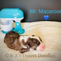 Mr. Macaroon, a male Portuguese Water Dog and Poodle - Standard  for sale in San Tan Valley, AZ – Photo 4 of 7