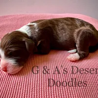 Mr. Macaroon, a male Portuguese Water Dog and Poodle - Standard  for sale in San Tan Valley, AZ – Photo 5 of 7