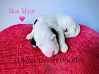 Miss Mochi, a female Portuguese Water Dog and Poodle - Standard  for sale in San Tan Valley, AZ – Photo 3 of 7