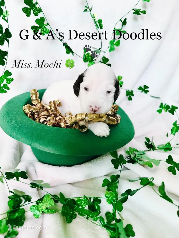 Mochi – Portuguese Water Dog, Poodle - Standard  puppy for sale in San Tan Valley, AZ