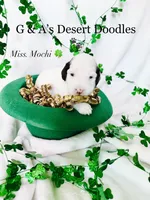 Miss Mochi, a female Portuguese Water Dog and Poodle - Standard  for sale in San Tan Valley, AZ – Photo 2 of 7