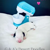 Miss Mochi, a female Portuguese Water Dog and Poodle - Standard  for sale in San Tan Valley, AZ – Photo 4 of 7