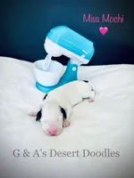 Mochi, a female Portuguese Water Dog and Poodle - Standard  for sale in San Tan Valley, AZ – Photo 1 of 4