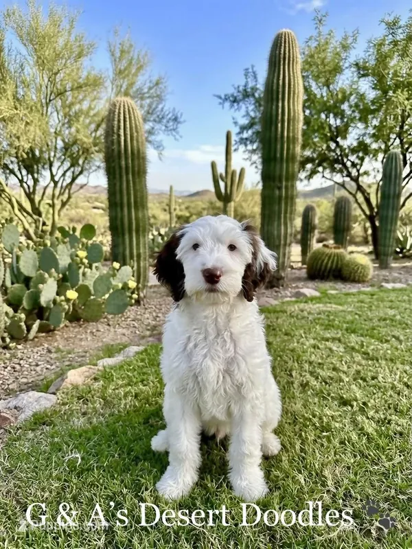 Miss Mochi – Portuguese Water Dog, Poodle - Standard  puppy for sale in San Tan Valley, AZ