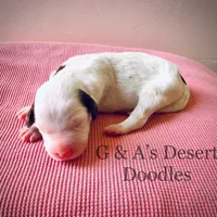 Miss Mochi, a female Portuguese Water Dog and Poodle - Standard  for sale in San Tan Valley, AZ – Photo 5 of 7