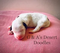 Mochi, a female Portuguese Water Dog and Poodle - Standard  for sale in San Tan Valley, AZ – Photo 2 of 4