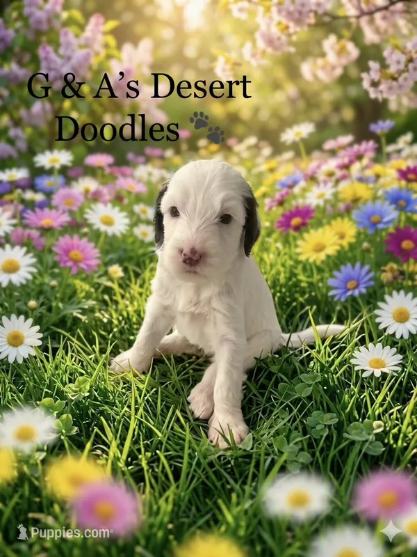 Miss Mochi – Portuguese Water Dog, Poodle - Standard  puppy for sale in San Tan Valley, AZ