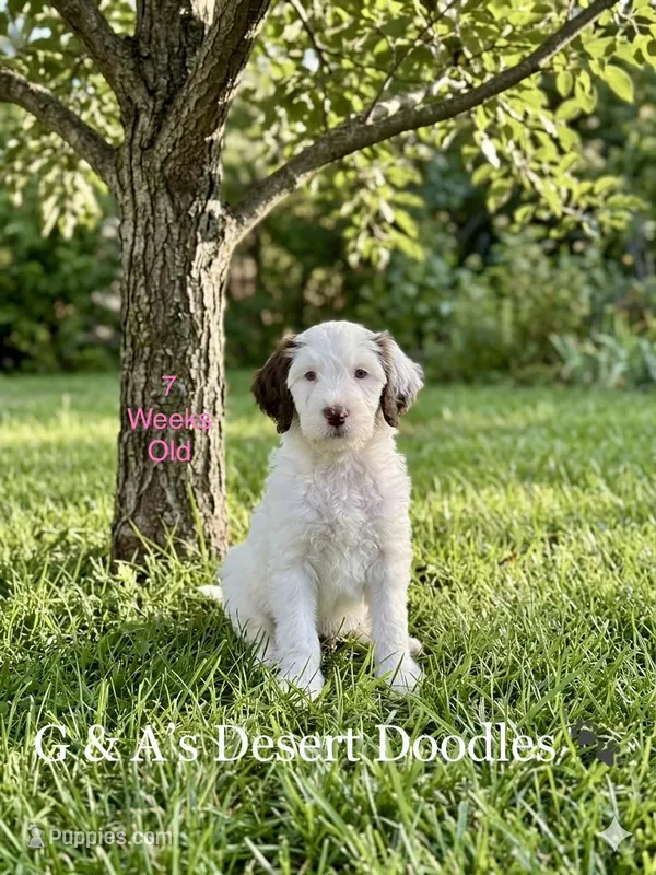 Miss Mochi – Portuguese Water Dog, Poodle - Standard  puppy for sale in San Tan Valley, AZ