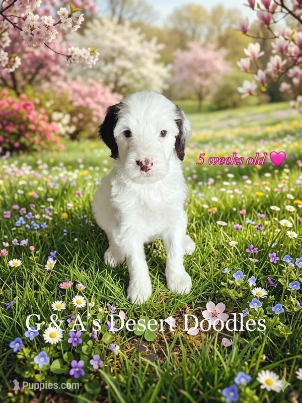 Miss Mochi – Portuguese Water Dog, Poodle - Standard  puppy for sale in San Tan Valley, AZ