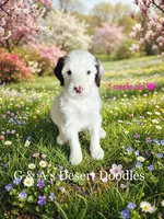 Miss Mochi, a female Portuguese Water Dog and Poodle - Standard  for sale in San Tan Valley, AZ – Photo 1 of 8