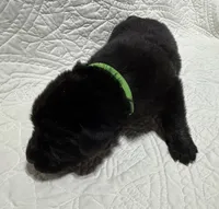 Emma the German Corso , a female German Shepherd Dog and Cane Corso for sale in Fenton, MI – 1 of 10