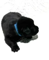 Emma the German Corso , a female German Shepherd Dog and Cane Corso for sale in Fenton, MI – 2 of 10