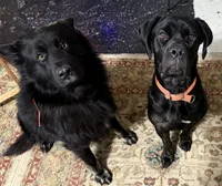 Emma the German Corso , a female German Shepherd Dog and Cane Corso for sale in Fenton, MI – 9 of 10