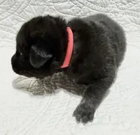 Emma the German Corso , a female German Shepherd Dog and Cane Corso for sale in Fenton, MI – 3 of 10