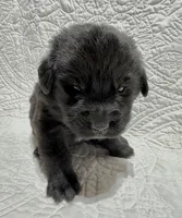 Emma the German Corso , a female German Shepherd Dog and Cane Corso for sale in Fenton, MI – 6 of 10