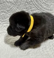 Emma the German Corso , a female German Shepherd Dog and Cane Corso for sale in Fenton, MI – 5 of 10