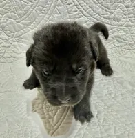 Emma the German Corso , a female German Shepherd Dog and Cane Corso for sale in Fenton, MI – 7 of 10