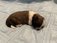 Puppy 1 8/5/26, a female Shih Tzu for sale in Chattanooga, TN – 1 of 2