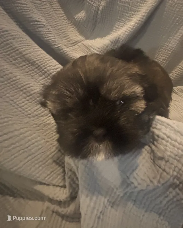Male # 3 – Shih Tzu puppy for sale in Chattanooga, TN