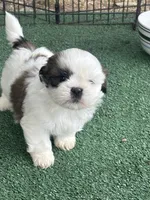 Puppy #8, a female Shih Tzu for sale in Chattanooga, TN – 2 of 3