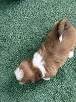 Puppy #1, a female Shih Tzu for sale in Chattanooga, TN – 3 of 3