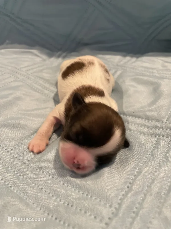 Puppy 4 - 8/5/26 – Shih Tzu puppy for sale in Chattanooga, TN