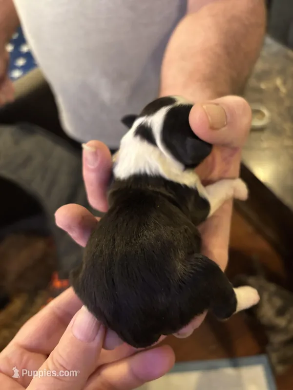 Girl #2 , a female Shih Tzu for sale in Chattanooga, TN – Photo 1 of 2