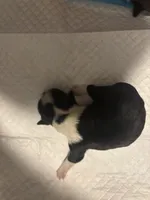 Girl #2 , a female Shih Tzu for sale in Chattanooga, TN – Photo 2 of 2