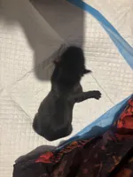 Girl #1 , a female Shih Tzu for sale in Chattanooga, TN – Photo 3 of 3