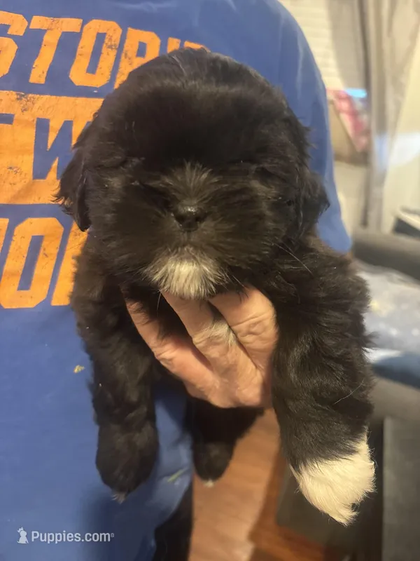 Girl #1 , a female Shih Tzu for sale in Chattanooga, TN – Photo 1 of 3