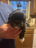 Girl #1 , a female Shih Tzu for sale in Chattanooga, TN – Photo 2 of 3