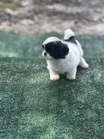 Puppy 3 - 8/5/26, a female Shih Tzu for sale in Chattanooga, TN – 2 of 2