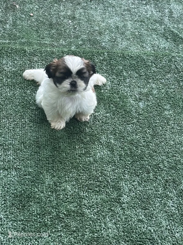 Puppy 5 - 8/5/26 – Shih Tzu puppy for sale in Chattanooga, TN