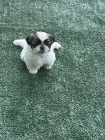 Puppy 5 - 8/5/26, a female Shih Tzu for sale in Chattanooga, TN – 1 of 2