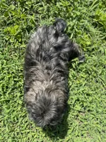 Male # 3, a male Shih Tzu for sale in Chattanooga, TN – 2 of 4
