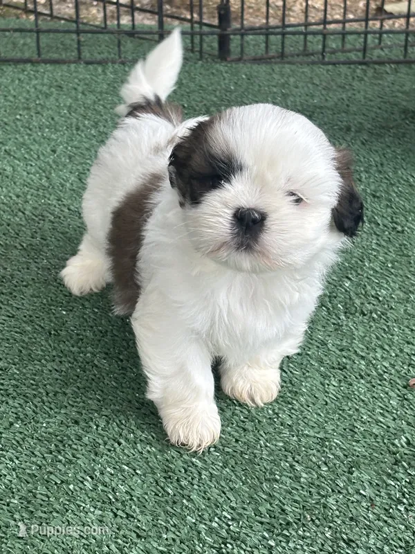 Puppy #8 – Shih Tzu puppy for sale in Chattanooga, TN