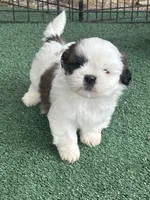 Puppy #8, a female Shih Tzu for sale in Chattanooga, TN – 1 of 3