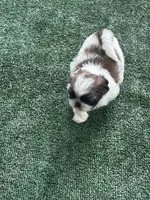 Puppy 5 - 8/5/26, a female Shih Tzu for sale in Chattanooga, TN – 2 of 2