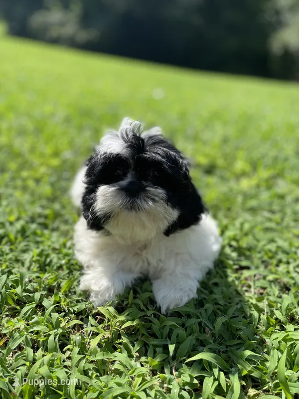 Male 1  – Shih Tzu puppy for sale in Chattanooga, TN