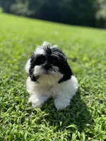 Male 1 , a male Shih Tzu for sale in Chattanooga, TN – 1 of 6