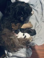 Male 1 , a male Shih Tzu for sale in Chattanooga, TN – 4 of 4