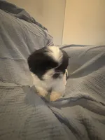 Male 1 , a male Shih Tzu for sale in Chattanooga, TN – 2 of 4