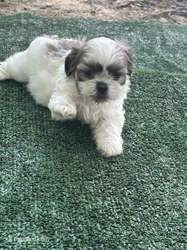 Puppy 6 - 8/5/26 – Shih Tzu puppy for sale in Chattanooga, TN
