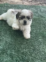 Puppy 6 - 8/5/26, a female Shih Tzu for sale in Chattanooga, TN – 1 of 2