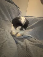 Male 1 , a male Shih Tzu for sale in Chattanooga, TN – 3 of 4