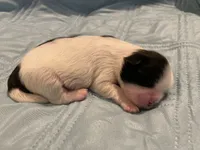 Puppy 2 - 8/5/26, a male Shih Tzu for sale in Chattanooga, TN – 1 of 2