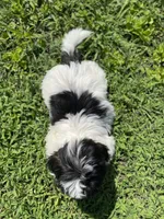 Male 1 , a male Shih Tzu for sale in Chattanooga, TN – 2 of 6
