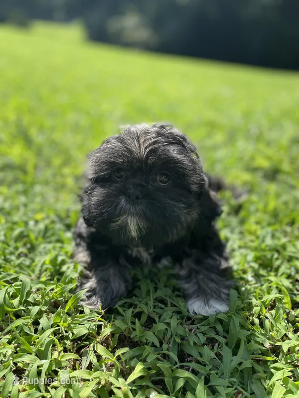 Male # 3 – Shih Tzu puppy for sale in Chattanooga, TN