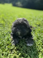 Male # 3, a male Shih Tzu for sale in Chattanooga, TN – 1 of 4