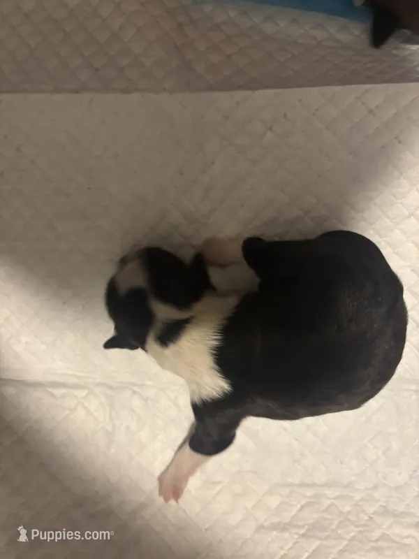 Girl #2  – Shih Tzu puppy for sale in Chattanooga, TN